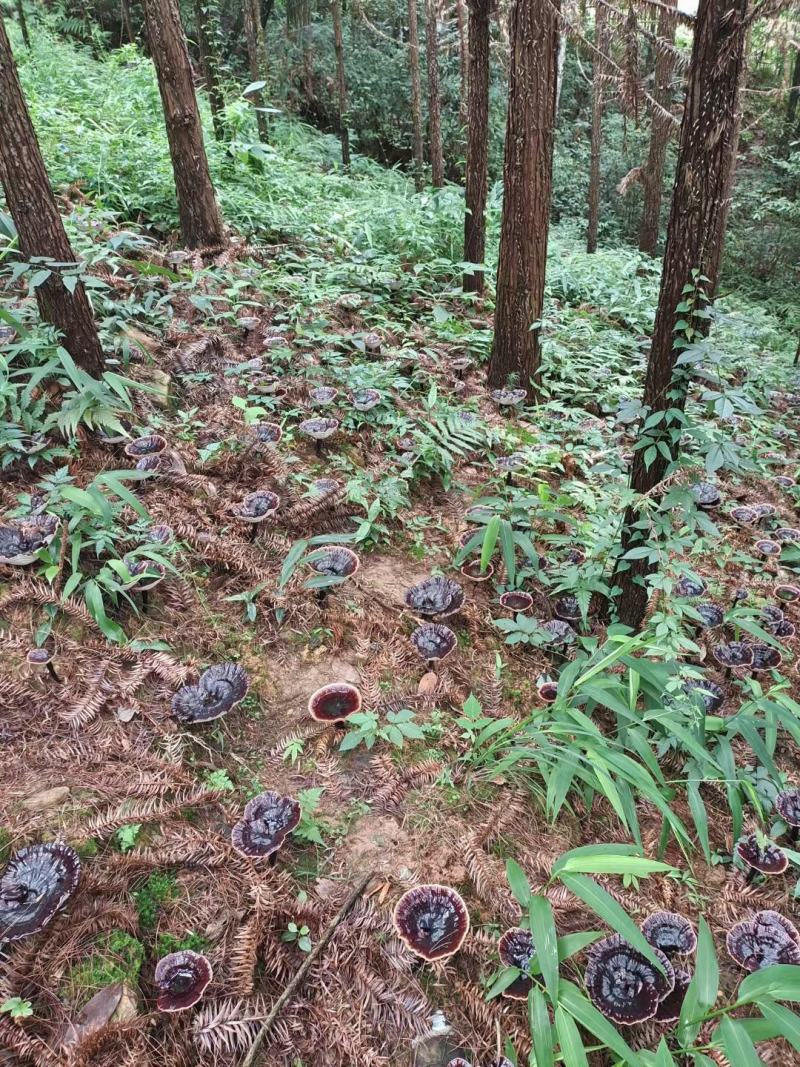 广西桂林紫灵芝菌种批发，段木木屑都能种灵芝菌种