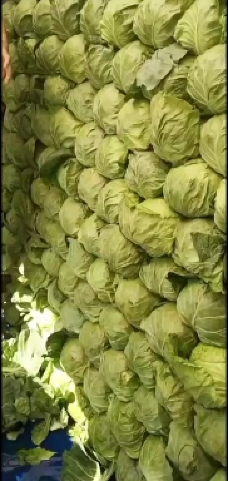 张北甘蓝大量上市中！