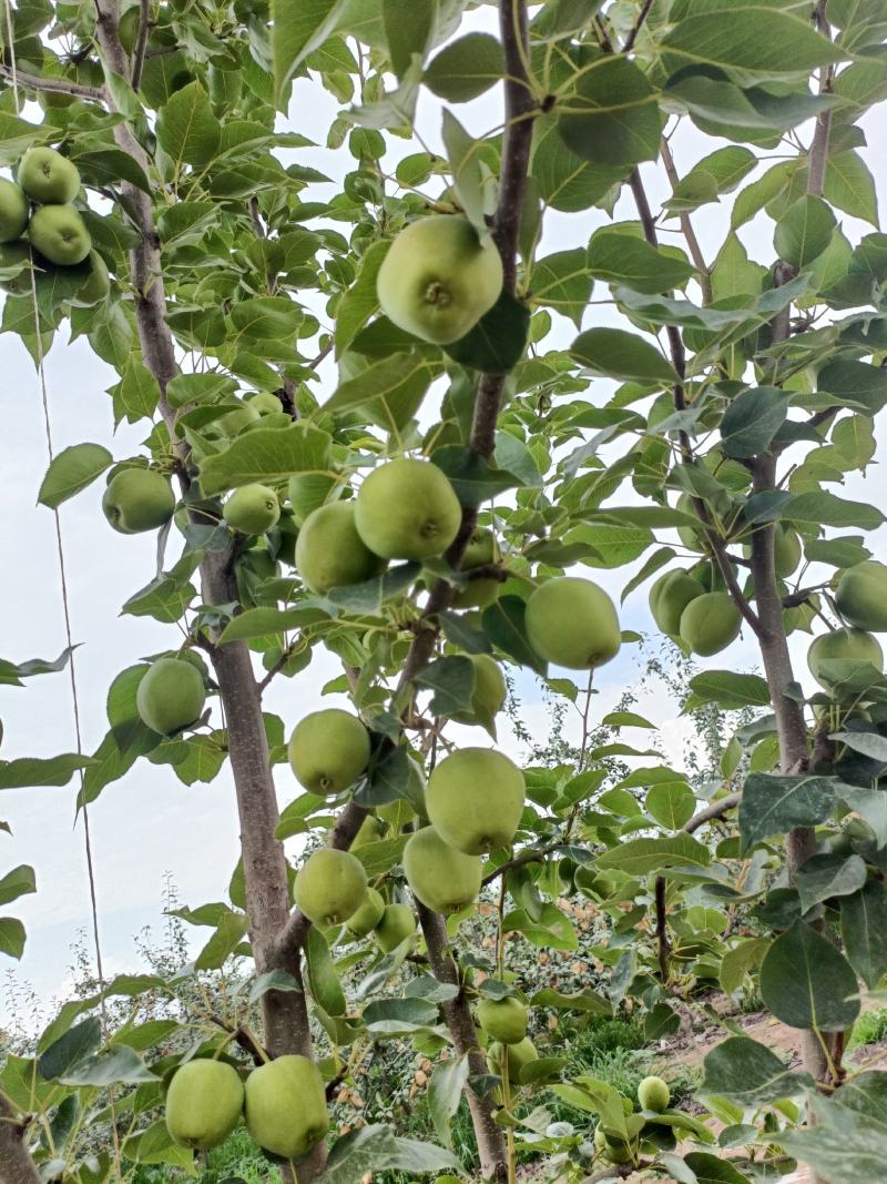 颜色绿不发黄，牛粪种植早酥梨，果面干净，糖度高