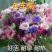 新矢车菊花卉种子混色单色花海景观庭院易种易混花种子批发