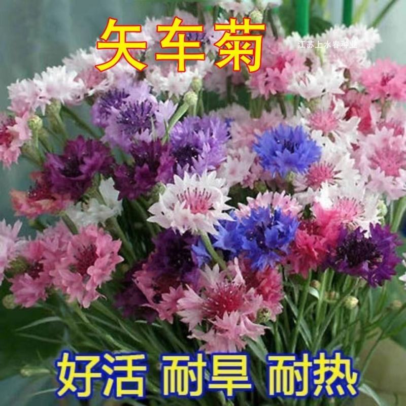新矢车菊花卉种子混色单色花海景观庭院易种易混花种子批发