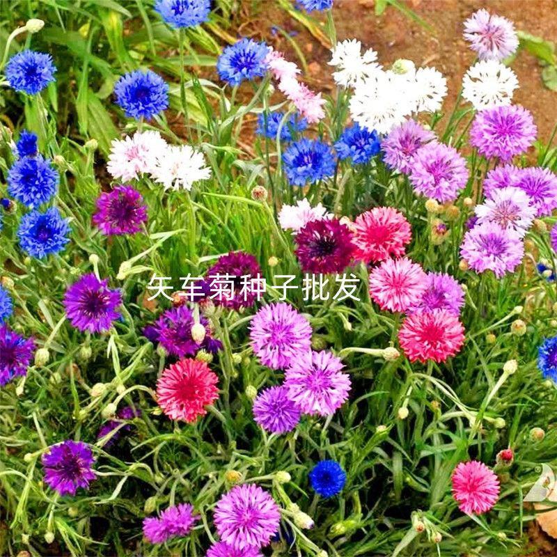 新矢车菊花卉种子混色单色花海景观庭院易种易混花种子批发