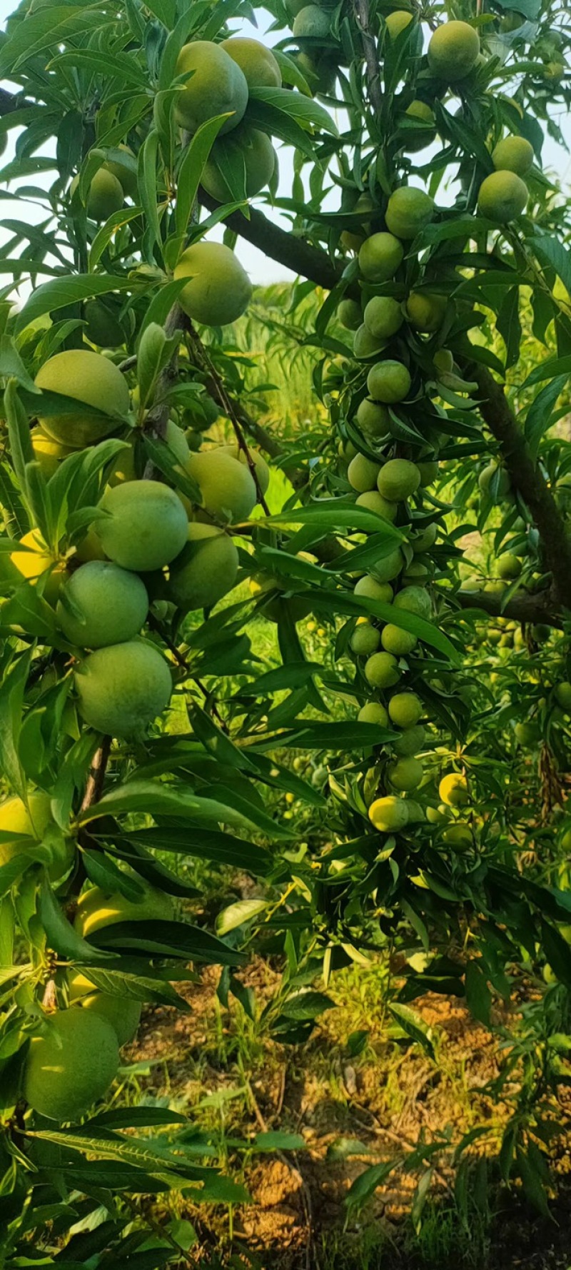 青脆，小宝石李子大量有货
