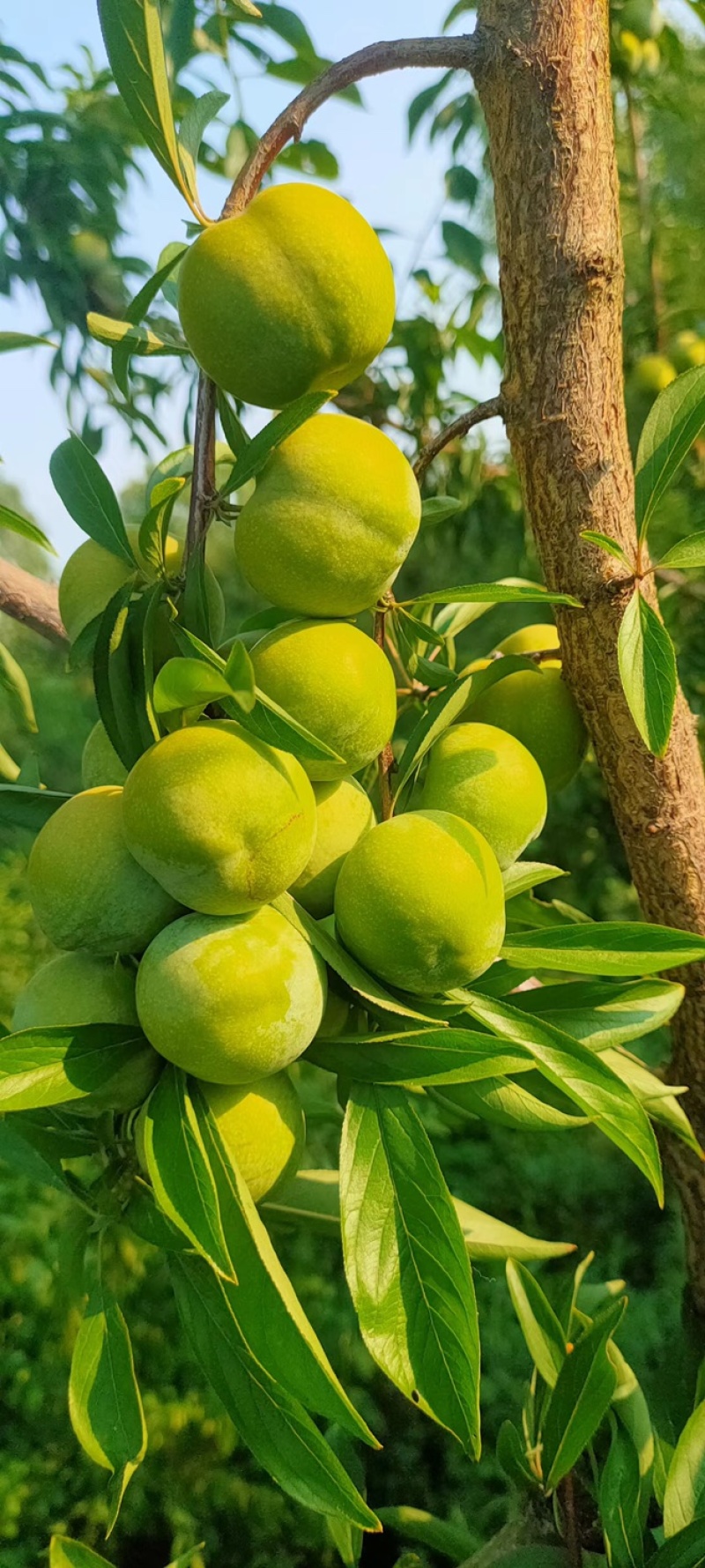青脆，小宝石李子大量有货