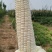软糯香甜的白糯玉米，万糯2000，万糯188，美玉27