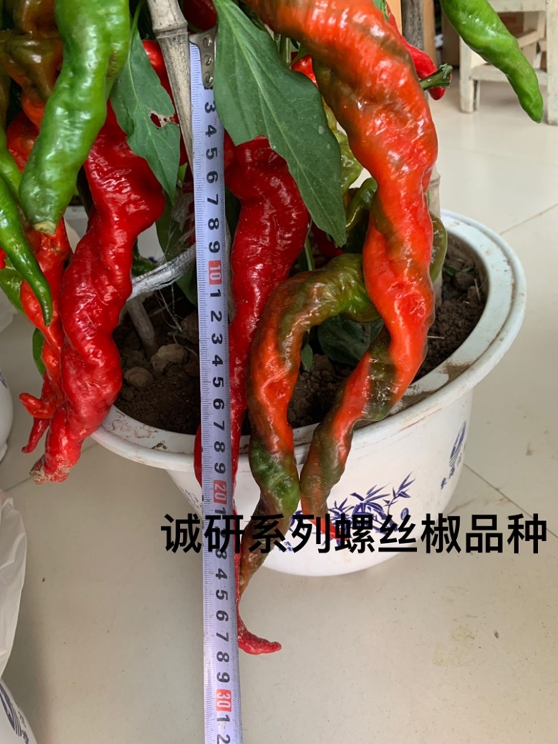 洛椒53号（螺丝椒）味香辣，早中熟、抗性优