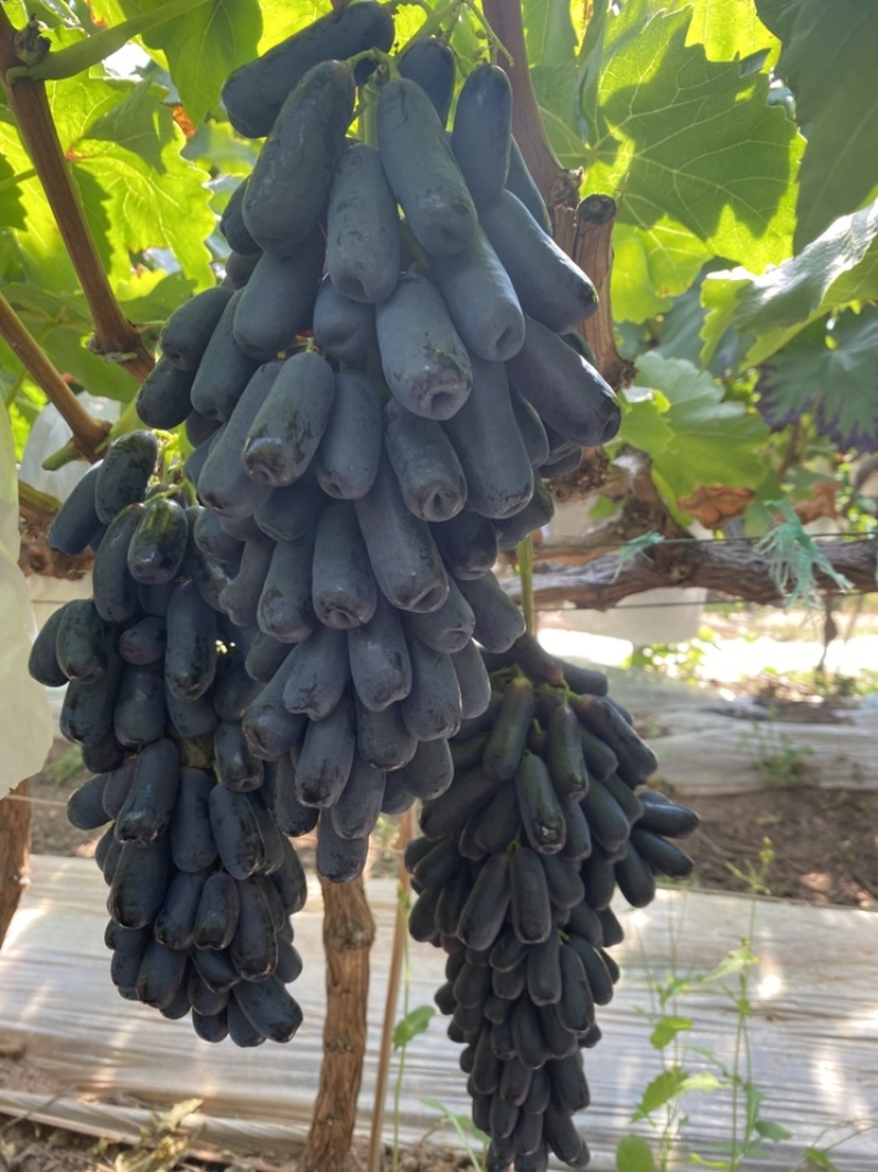 【优质】蓝宝石葡萄品质高口感好货源充足量大优惠