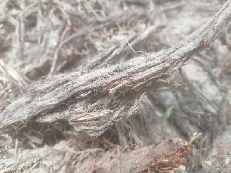特级真野生甘肃***紫丹参深山采挖新货正品无硫精选批