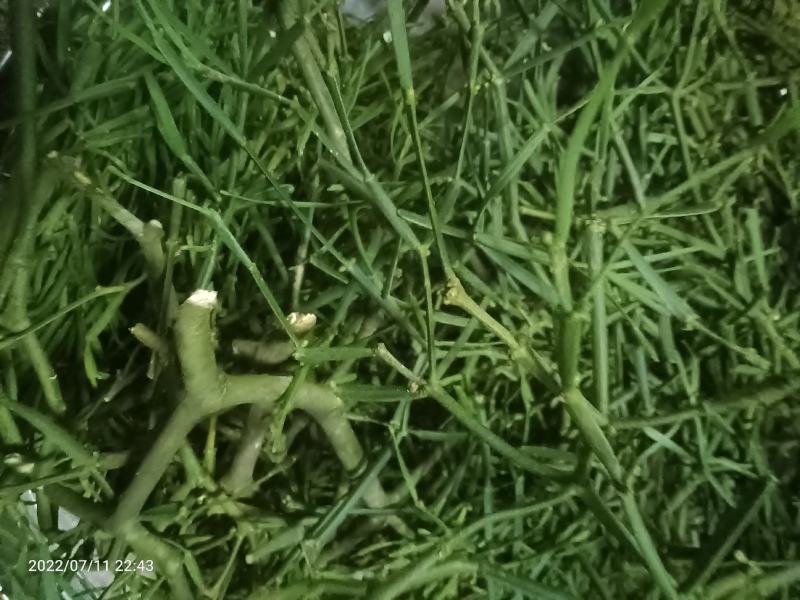无叶寄生