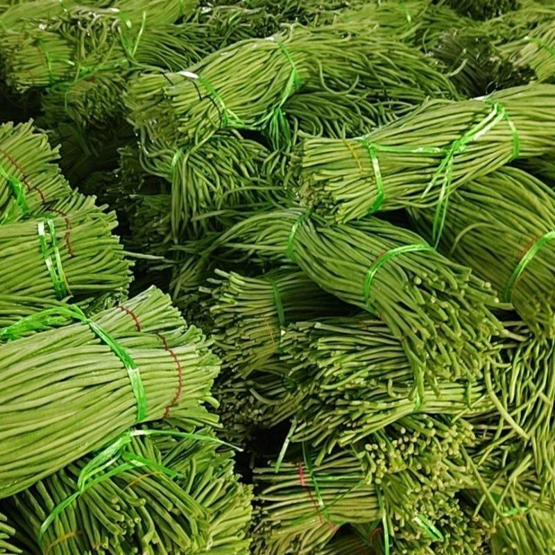 精选豇豆/长豆角上市，产地收购，货源充足，欢迎采购咨询