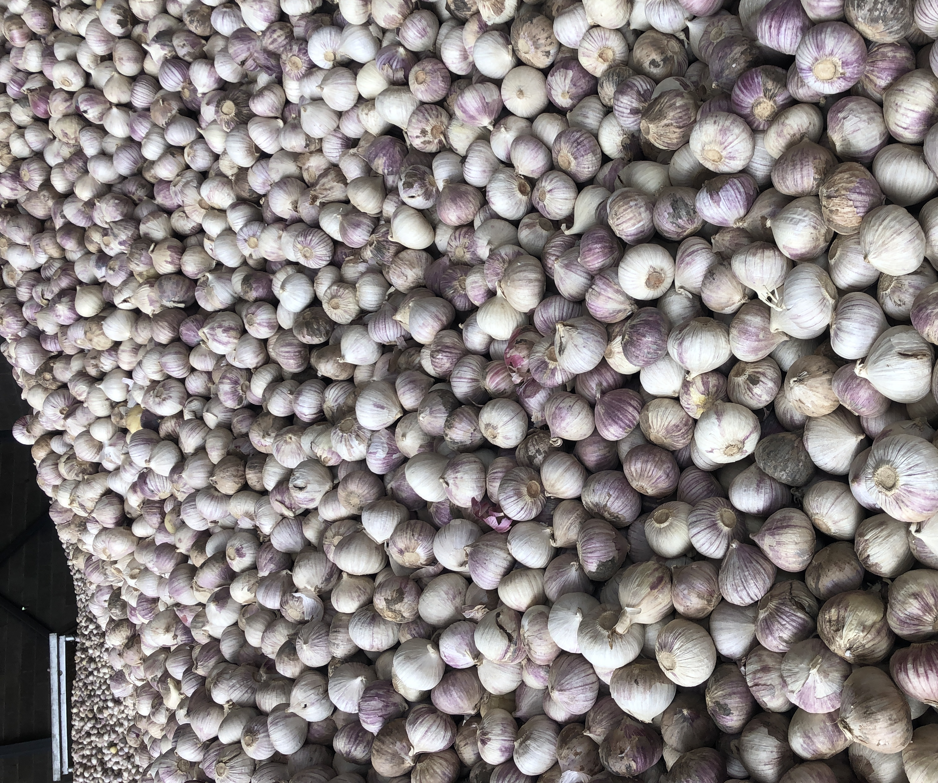 图中展示蒜苔尾部与中段的质地差异,尾部明显更细、颜色偏白 蒜苔尾部与中段对比图