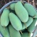 广西芒果🥭桂七