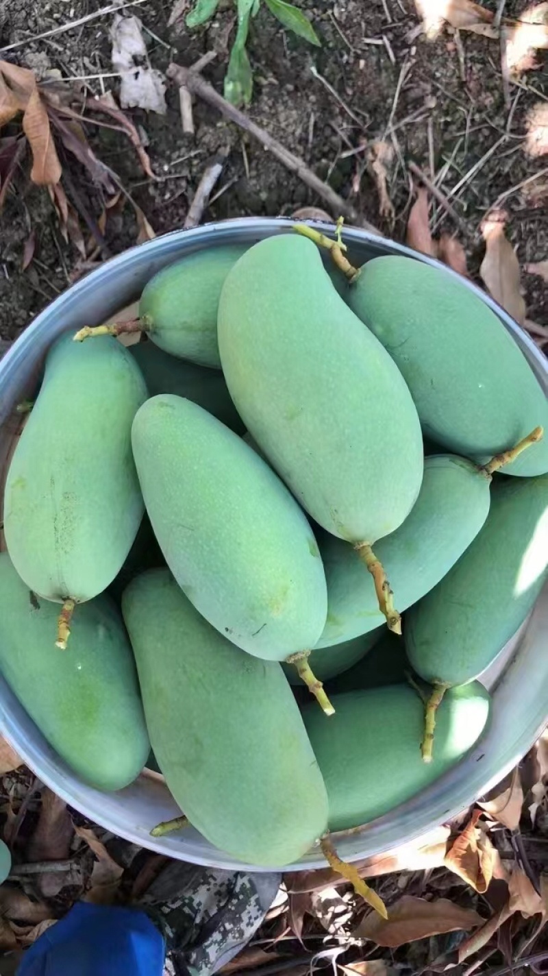 广西芒果🥭桂七