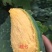广西芒果🥭桂七