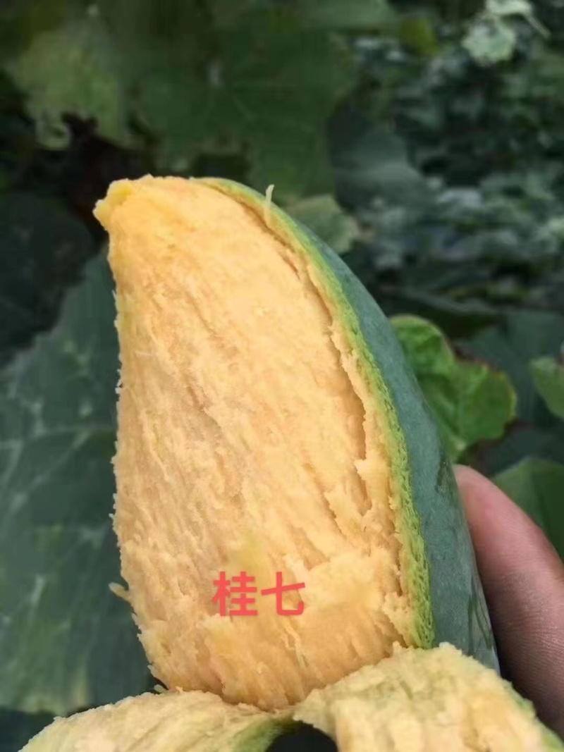 广西芒果🥭桂七