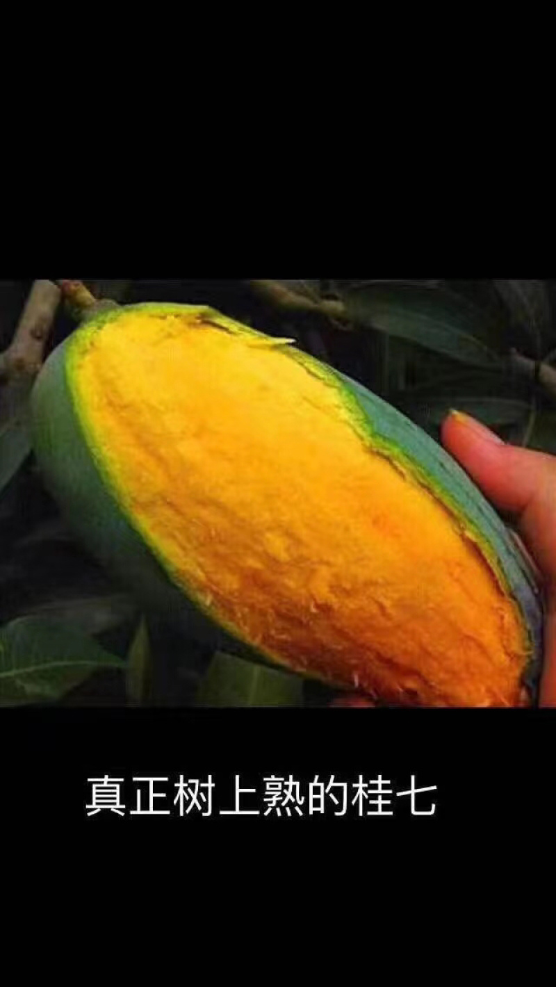 广西芒果🥭桂七