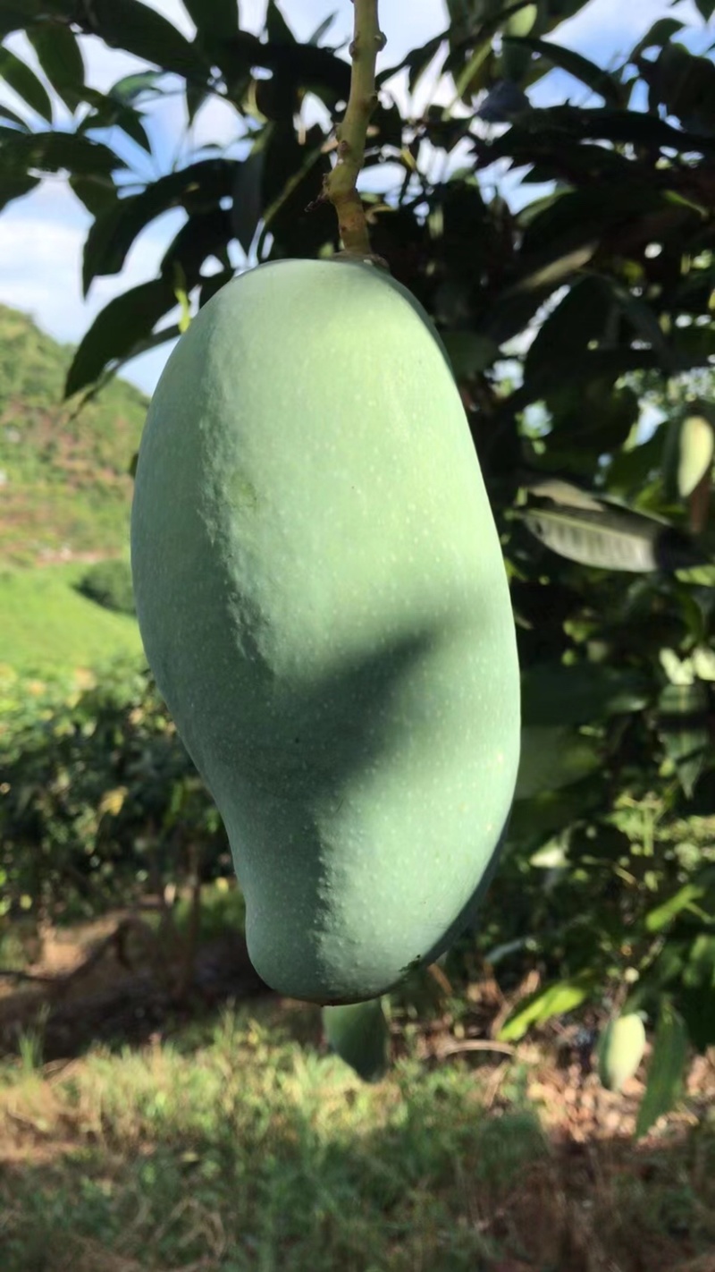 广西芒果🥭桂七