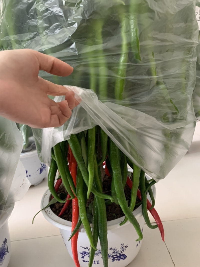 洛椒条椒三号（100粒）早熟果型较光滑顺直浅绿，鲜食味辣