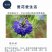 黑种草种子四季播种混色易活庭院种植景观绿化草籽