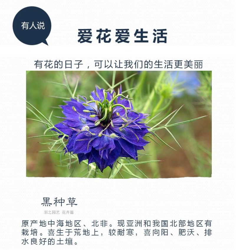 黑种草种子四季播种混色易活庭院种植景观绿化草籽