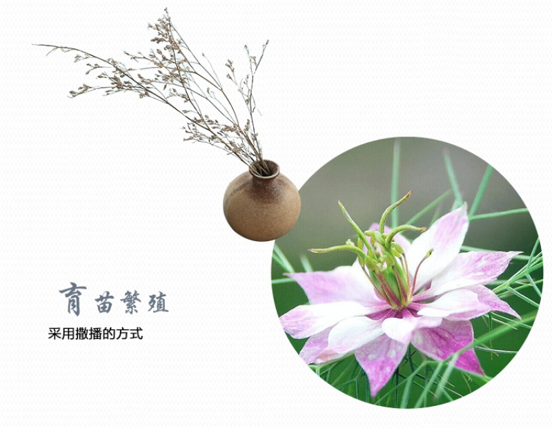 黑种草种子四季播种混色易活庭院种植景观绿化草籽