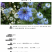 黑种草种子四季播种混色易活庭院种植景观绿化草籽