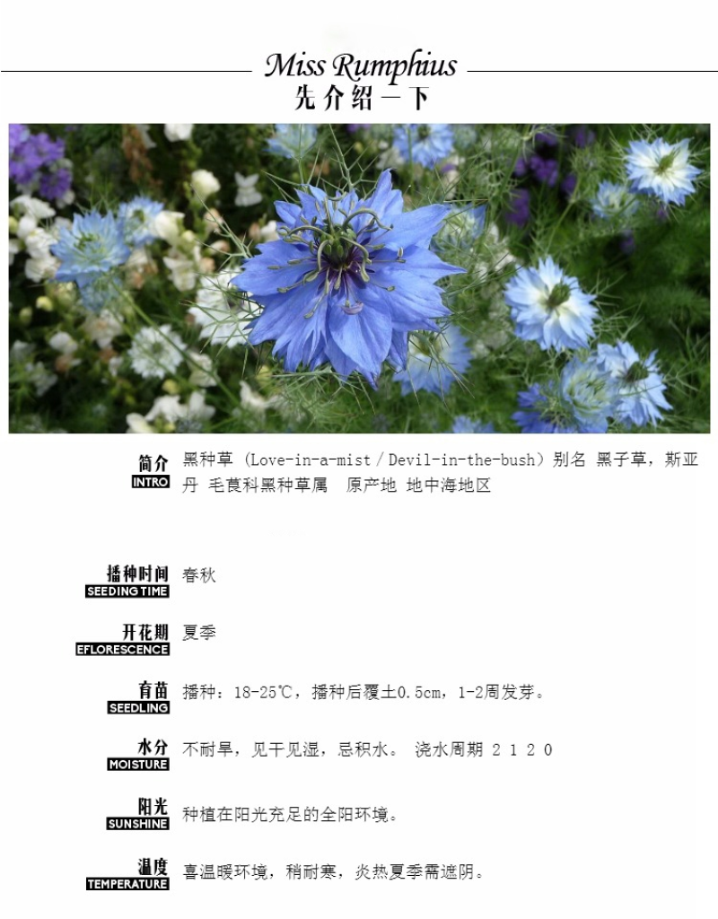 黑种草种子四季播种混色易活庭院种植景观绿化草籽