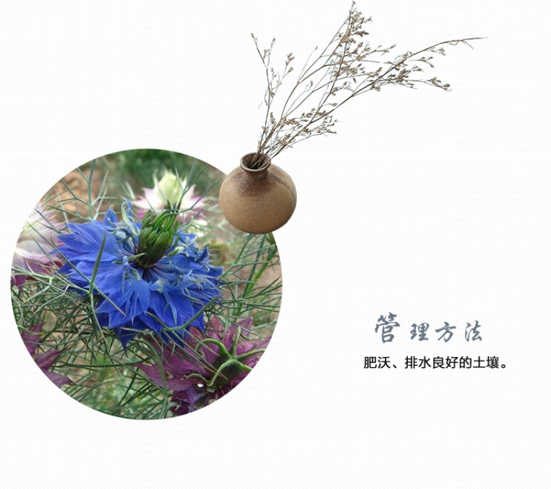 黑种草种子四季播种混色易活庭院种植景观绿化草籽