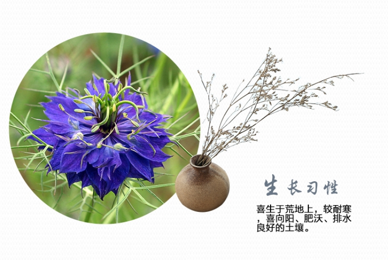 黑种草种子四季播种混色易活庭院种植景观绿化草籽