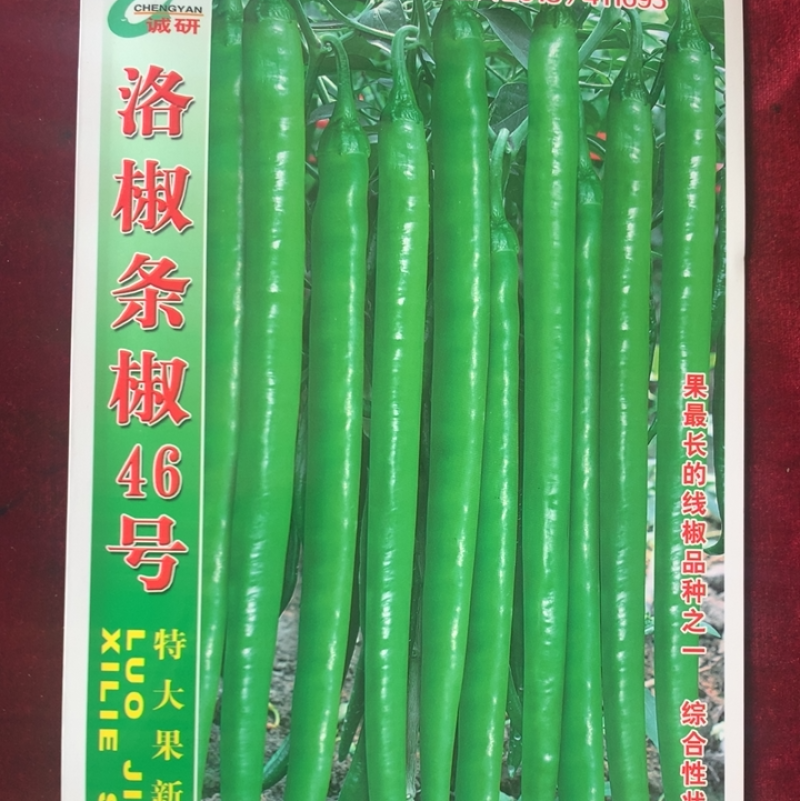 洛椒条椒46号：早中熟品种，果色翠绿，果长26—38cm