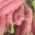 【推荐】云南高山红薯西瓜红红皮王紫薯产地直发
