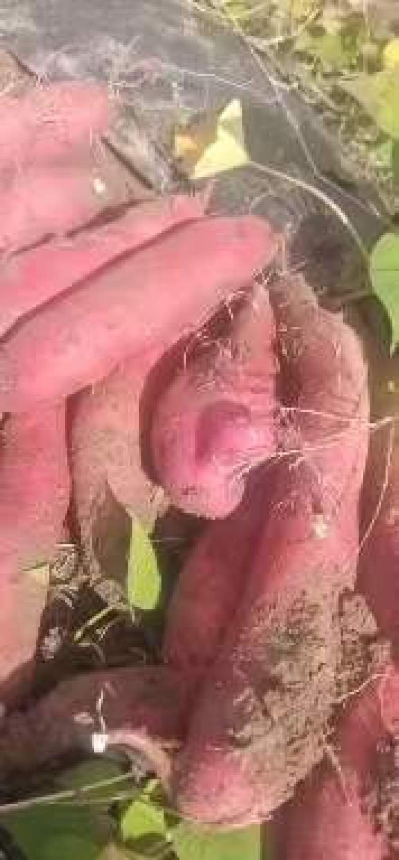 【推荐】云南高山红薯西瓜红红皮王紫薯产地直发