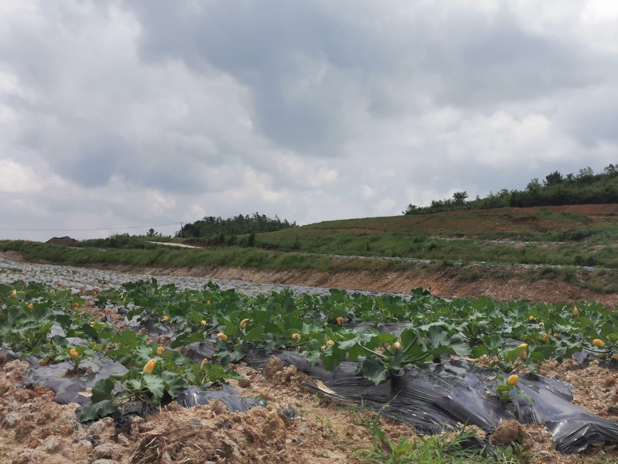 西葫芦田间起垄与覆膜栽培