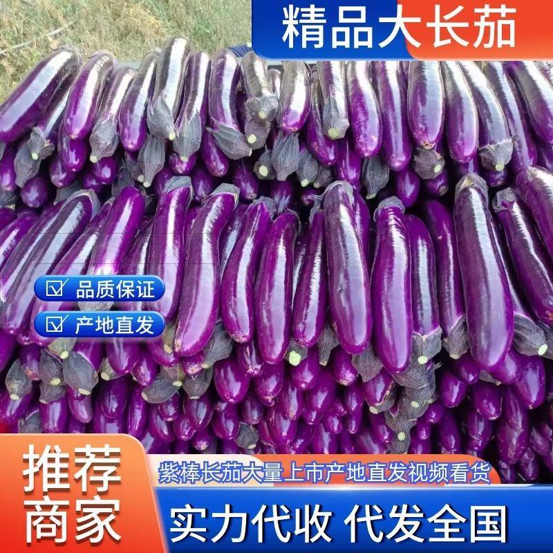 【推荐】精品广茄，紫长茄大量供应，品质保证代发全国