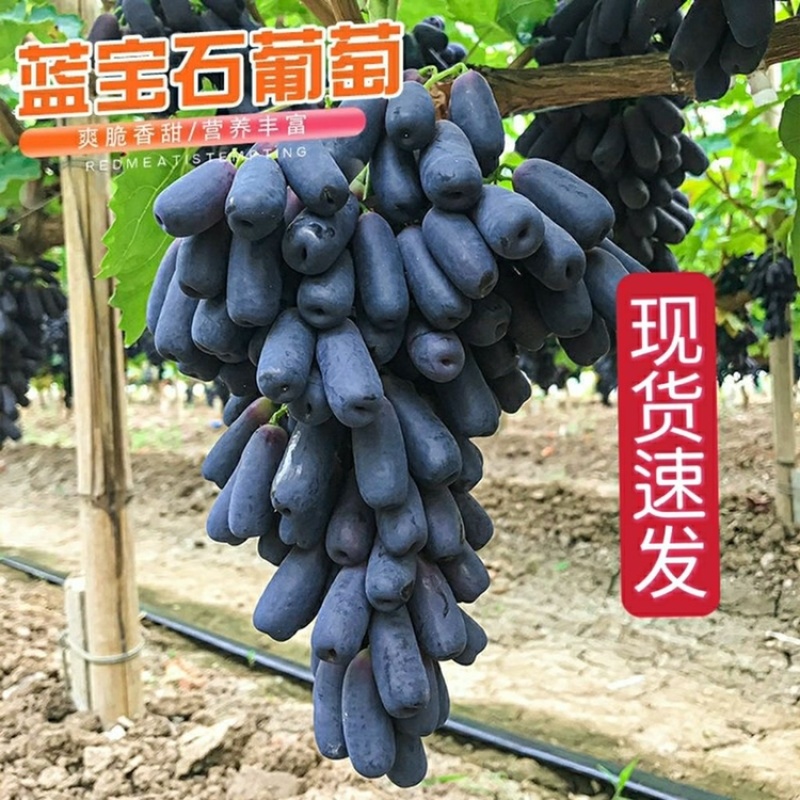 【优质】蓝宝石葡萄品质高口感好货源充足量大优惠