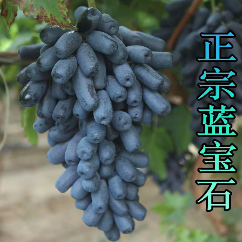 【优质】蓝宝石葡萄品质高口感好货源充足量大优惠