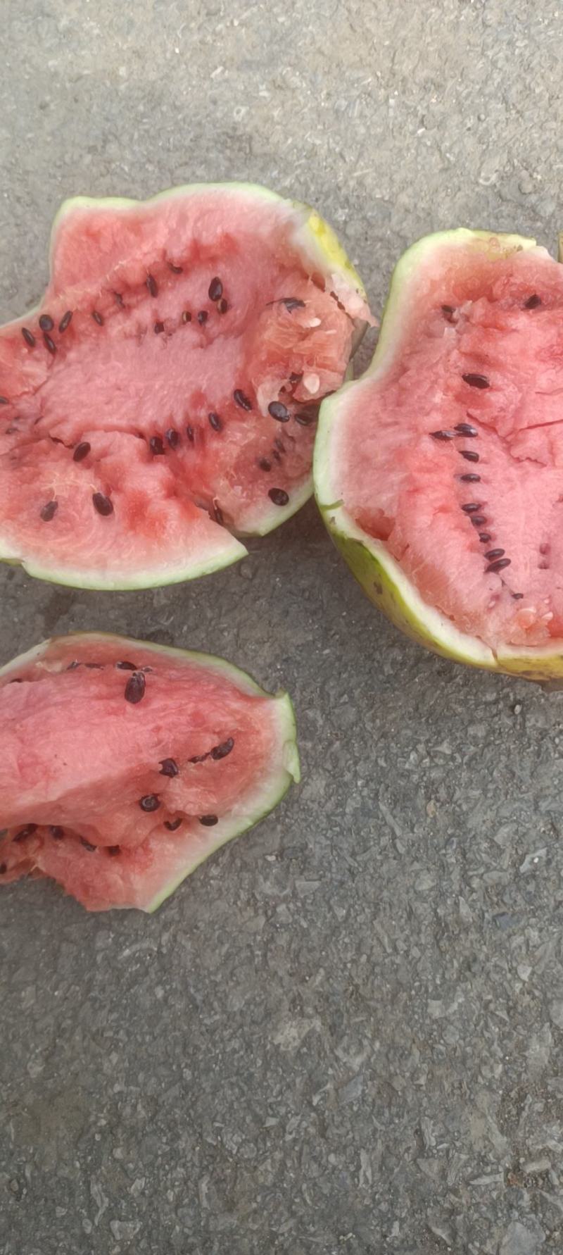 陆地小西瓜