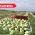 新疆西瓜大量供应南乐吉祥家专业搞新疆西瓜