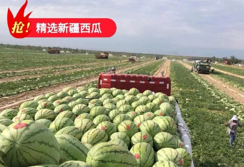新疆西瓜大量供应南乐吉祥家专业搞新疆西瓜