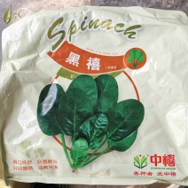 【精】黑禧菠菜种子墨禧菠菜种子火凤凰耐热菠菜杂交菠