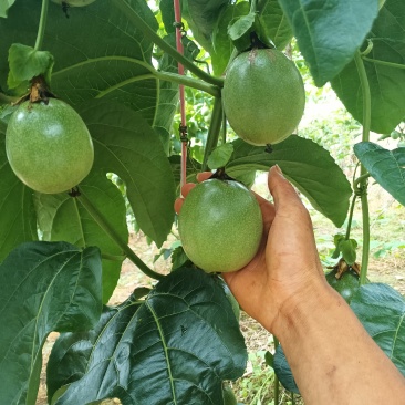百香果