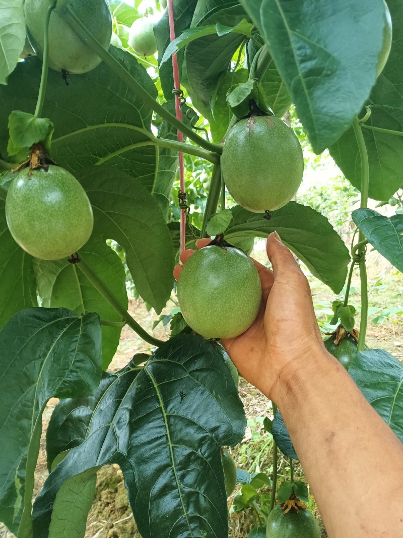 百香果