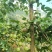 百香果