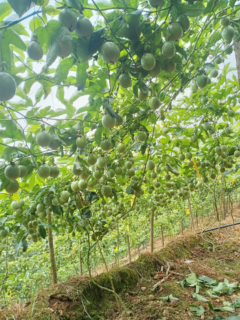 百香果