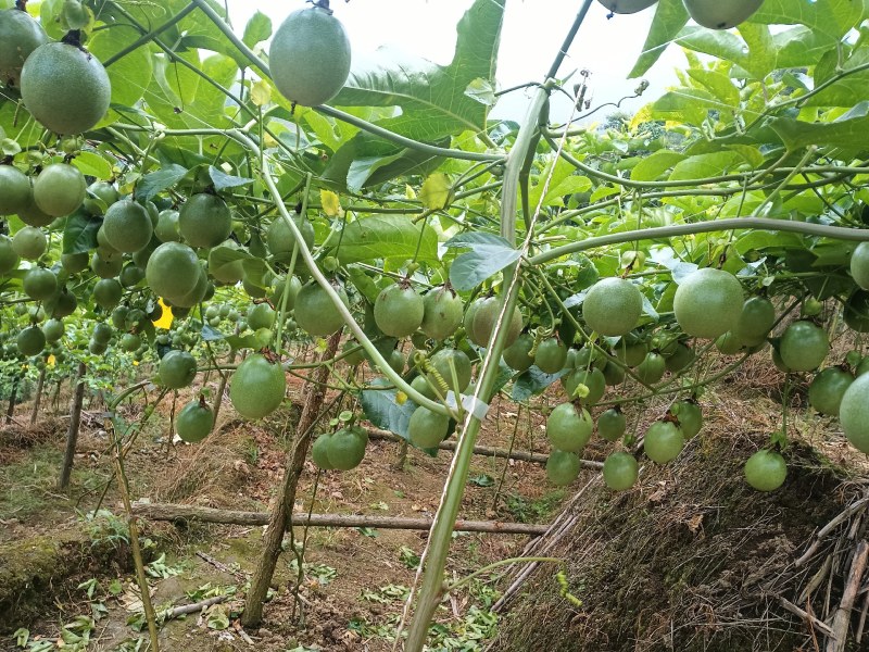 百香果