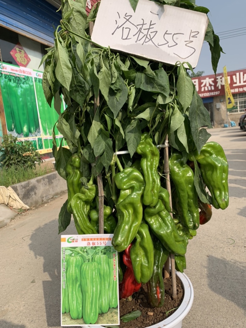 薄皮超大果新品：洛椒55号，较早熟，耐低温，皮薄质嫩。
