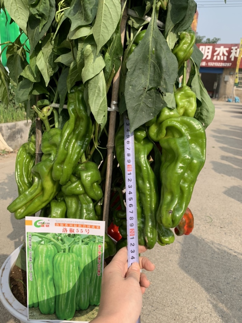 薄皮超大果新品：洛椒55号，较早熟，耐低温，皮薄质嫩。