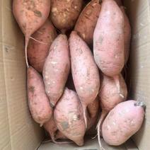 【精品】红薯龙薯九号大量出货产地发货品质保证以质论价