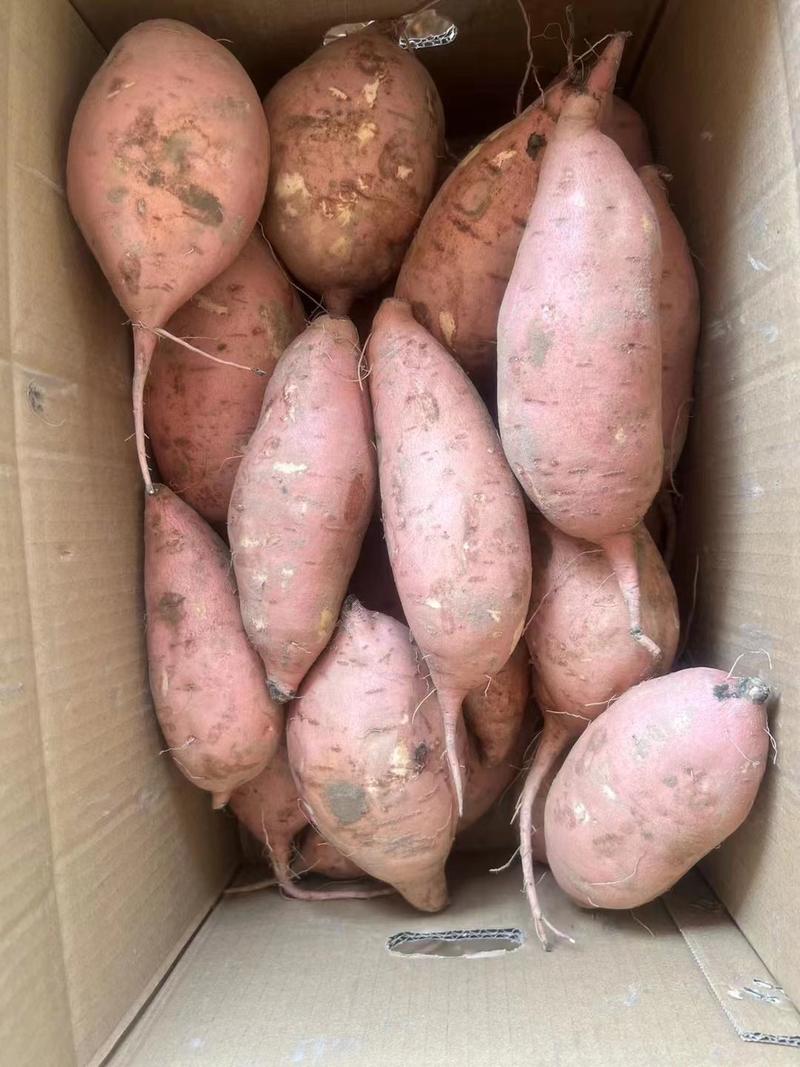【精品】红薯龙薯九号大量出货产地发货品质保证以质论价