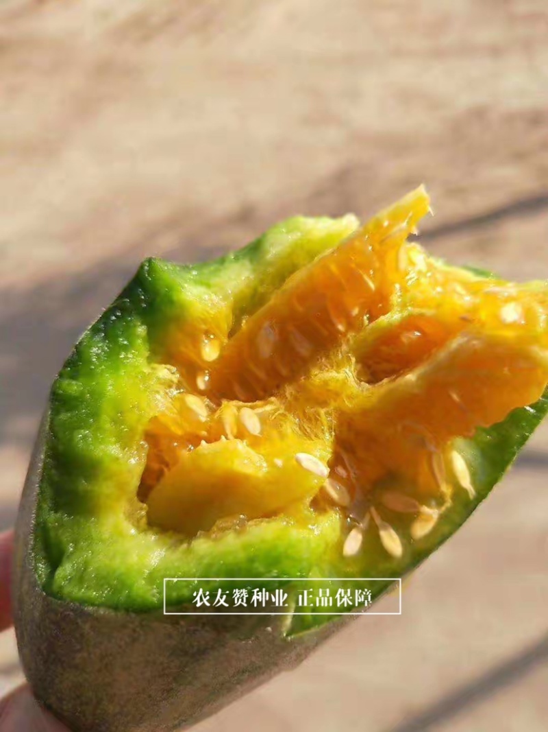 天津德瑞特博洋61甜瓜种子正宗羊角蜜甜瓜种子羊角脆甜瓜